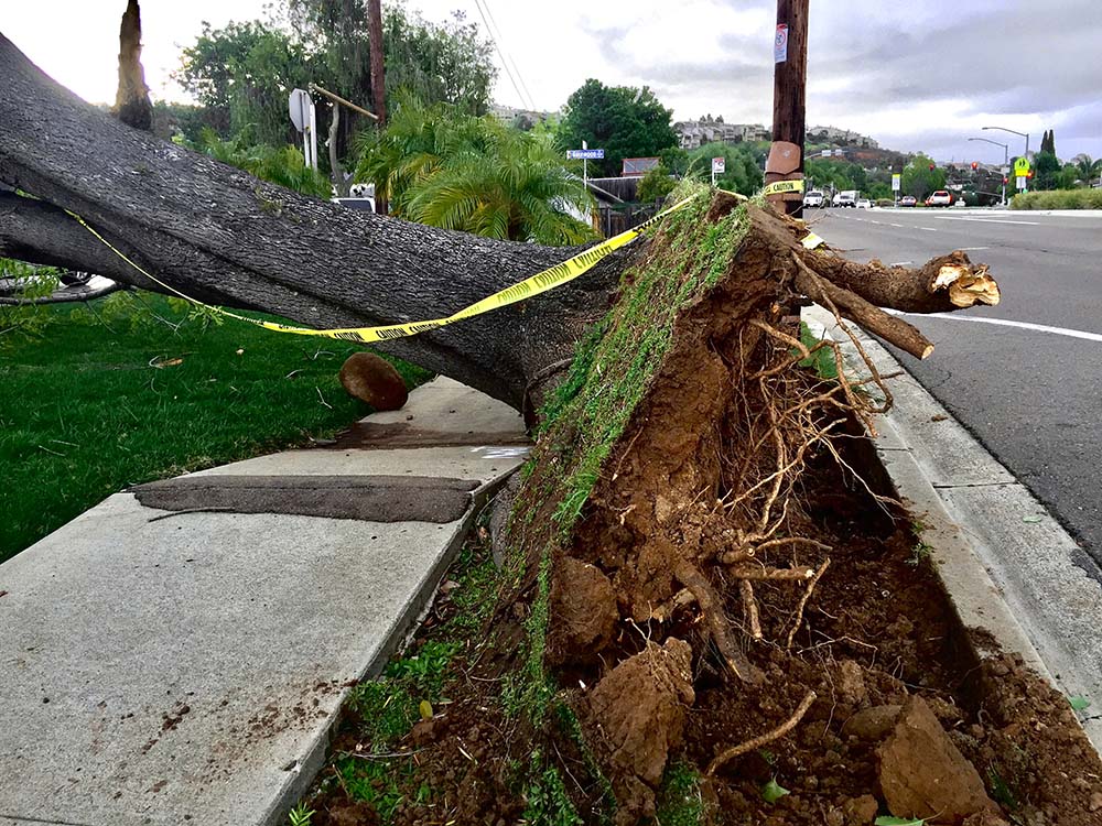 Hitne usluge otklanjanja drveća nakon oluje i nevremena